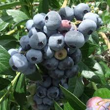 Bonus blueberry