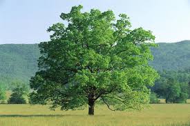Ashworth Bur Oak
