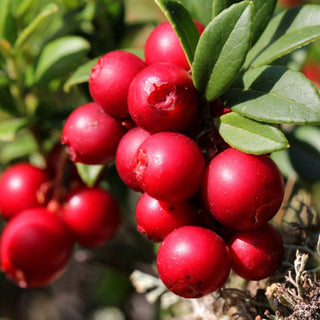 Cranberry (lowbush)