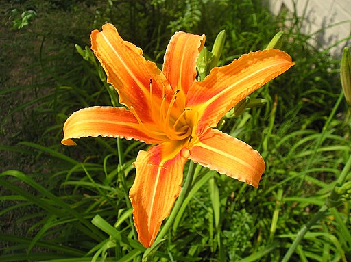 Daylilies, assorted colors