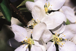 Dolgo Flowering Crab (White)