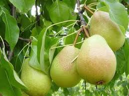 Eden Pear