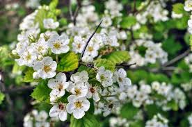 Flowering Hawthorn