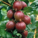 Hinnomaki Red Gooseberry