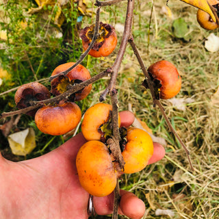 Meader Persimmon