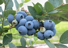 Michigan Lowbush Blueberry