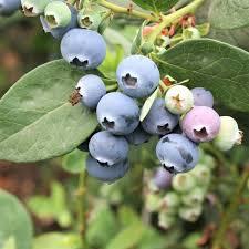 Northcountry Lowbush blueberry