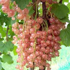 Pink Champagne Currant