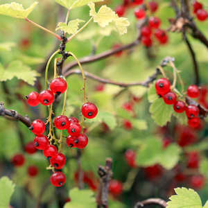 Viking Red Currant