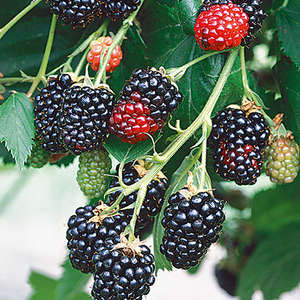 Farmhouse Blackberry | Elmore Roots Nursery