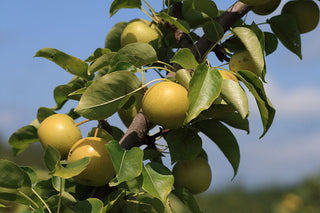 Shinseiki Asian Pear