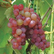 Somerset Seedless Grape