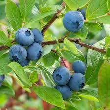 Superior blueberry