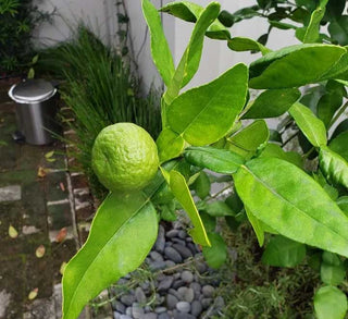 Thai Lime