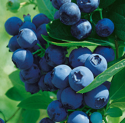 Blueray blueberry