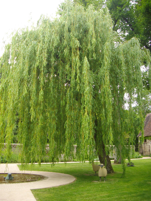 Niobi Weeping Willow