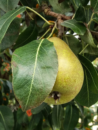 Hudar Pear