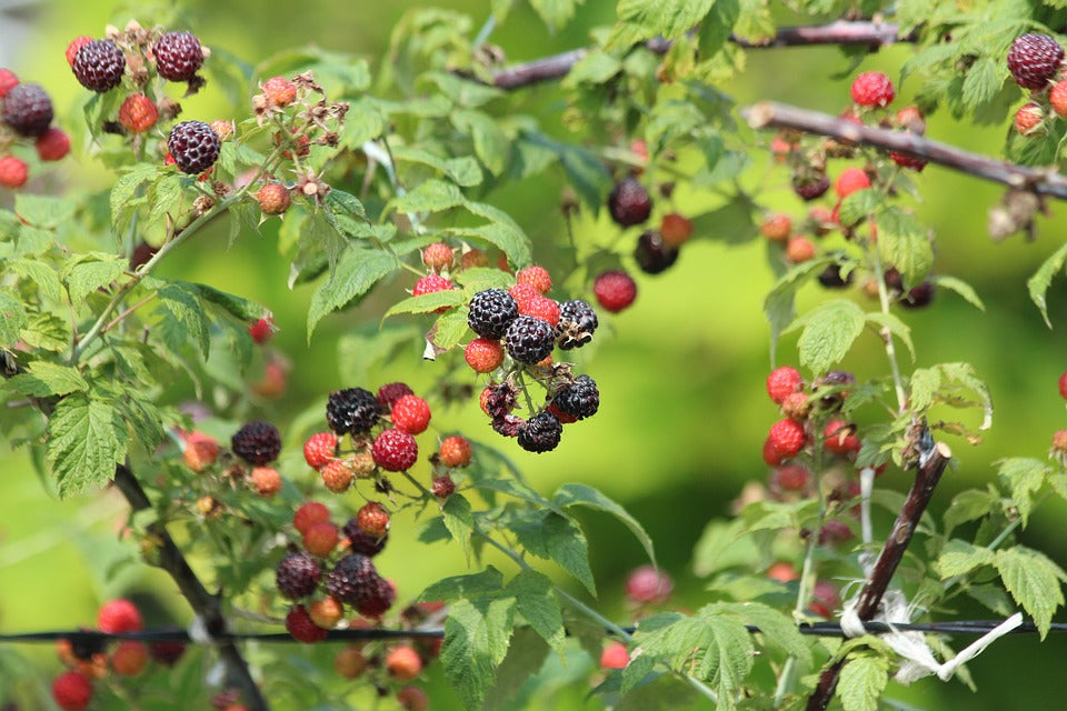Red Raspberry Vs Black Raspberry A Black And Red Raspberry Raspberry