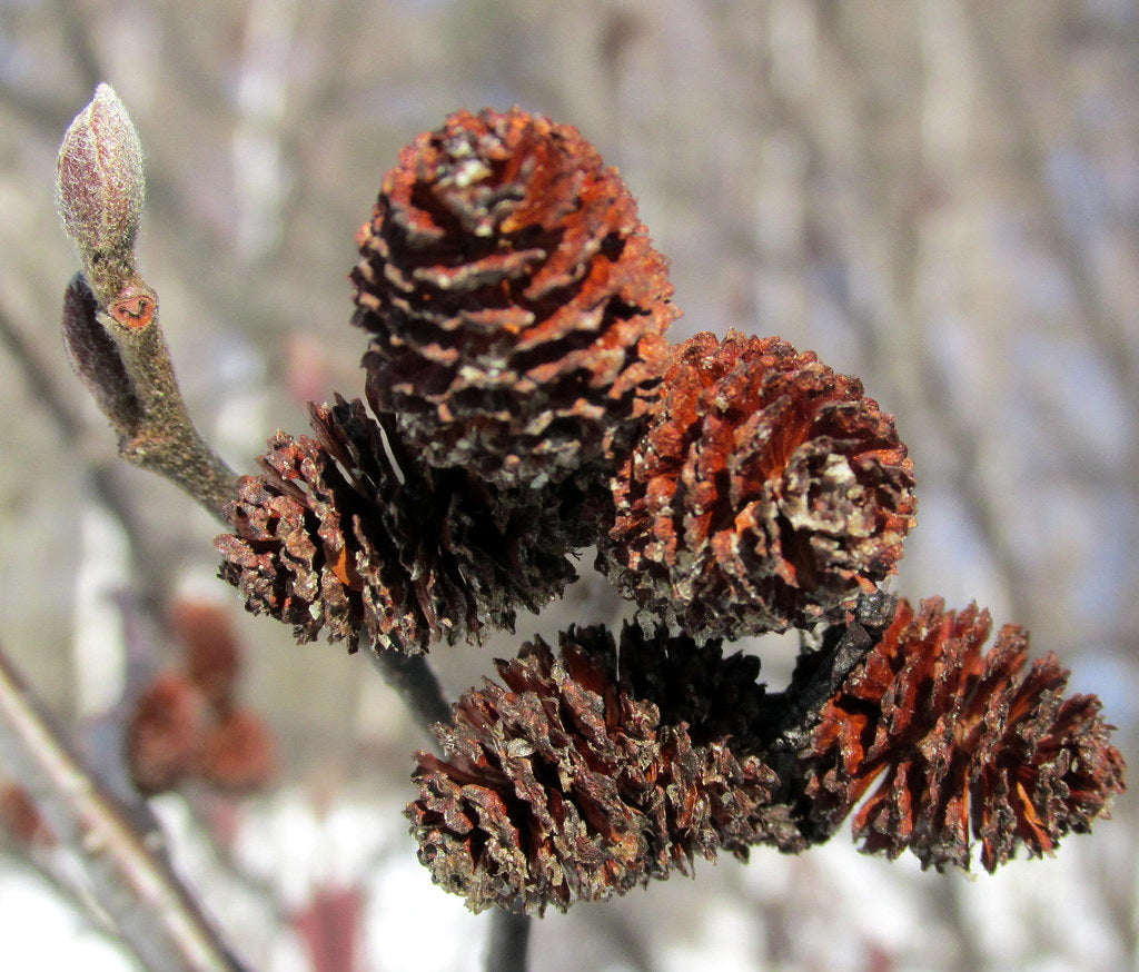 Native Shrubs | Elmore Roots Nursery